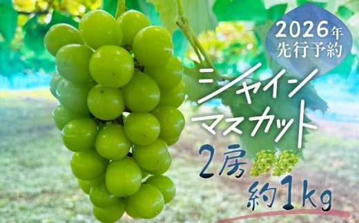 【2026年先行予約】シャインマスカット 2房　（約1.0kg）