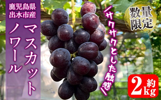 i1116-C ≪数量・期間限定≫ マスカットノワール (計約2kg) 国産 鹿児島 出水市 ぶどう ブドウ 果物 くだもの フルーツ マスカットノワール マスカット 葡萄 旬 種なし 旬 歯ごたえ 冷蔵 【山門ぶどう園】