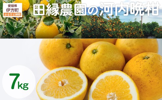 【先行予約】【家庭用】河内晩柑 7kg ※離島への配送不可 (2026年4月10日より順次発送) 【 ふるさと納税 人気 おすすめ ランキング みかん ミカン 蜜柑 河内晩柑 フルーツ 果物 愛媛県産 田縁農園 愛媛県 伊方町 送料無料 】 IKTA030 2114375 - 愛媛県伊方町