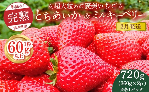 【先行予約】【2月発送】1粒60g以上！超大粒の《ご褒美いちご》朝摘み完熟とちあいか＆ミルキーベリー紅白セット 720g(360g×各1p)　※離島への配送不可　※2026年2月上旬～2月下旬頃に順次発送予定 2238215 - 栃木県鹿沼市