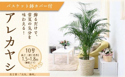 アレカヤシ 10号 ホワイトバスケット鉢カバー 土の表面:ウッドチップ 【観葉植物 植物 アレカヤシ 10号 バスケット 鉢付 インテリア 部屋 室内 オフィス 癒し エコ グリーン マイナスイオン リラックス オシャレ おしゃれ ギフト プレゼント 贈り物 人気 おすすめ  福岡県筑前町 送料無料 AG036】
