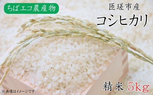 令和7年産　コシヒカリ　精米　5kg ／ 米 こめ コメ お米 ごはん コシヒカリ 精米 白米 5kg ちばエコ ちばエコ農産物 産地直送