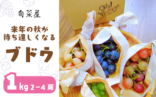 来年の秋が待ち遠しくなるブドウ １kg（H1-3）