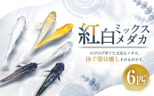 紅白ミックスメダカ 6匹 （1.5～3cm前後） メダカ めだか 紅白 魚 観賞魚 ペット ひので屋 山梨県 中央市