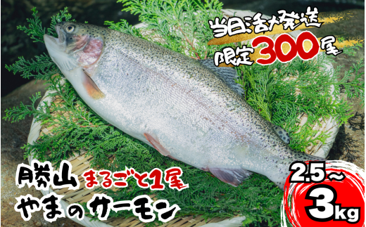 福井県勝山市 勝山 やまのサーモン │ サーモン 鮭 さけ サケ 福井県産 魚 旬 新鮮 活〆 丸ごと 1尾 1匹 2.5～3kg レビューキャンペーン 海鮮 魚介 [B-050001] 2268165 - 福井県勝山市