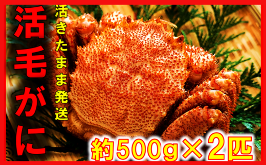 【令和8年発送】三陸産 三陸活毛ガニ 500g×2杯【2026年3月～4月発送】【05】