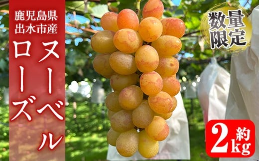 i1117-C ≪数量・期間限定≫ ヌーベルローズ (計約2kg) 国産 鹿児島 出水市 ぶどう ブドウ 果物 くだもの フルーツ ヌーベルローズ 葡萄 旬 種なし 旬 歯ごたえ 冷蔵 【山門ぶどう園】