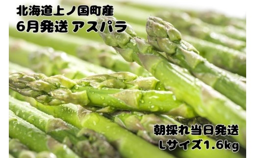 【2026年6月発送】北海道上ノ国町 寅福菜園の6月限定アスパラ　L（1.6kg）　グリーンアスパラ　朝採れ　農家直送　新鮮　甘い　春野菜　旬野菜　特産品　北海道産  1538188 - 北海道上ノ国町