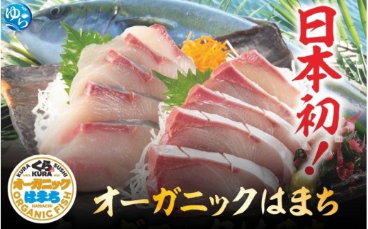 【くら寿司】オーガニック はまち 1尾 フィレ（カマなし）約2.1kg～2.4kg  / ハマチ 丸ごと 刺身 数量限定 期間限定 ※2025年12月下旬～2026年4月末まで順次発送【kura003】 