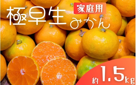 極早生みかん 約1.5kg みかん 産直 サイズ混合 みかん 早生みかん 果物 くだもの フルーツ 温州みかん 和歌山 柑橘 オレンジ[2025年10月上旬〜下旬頃に順次発送][mrmt001]