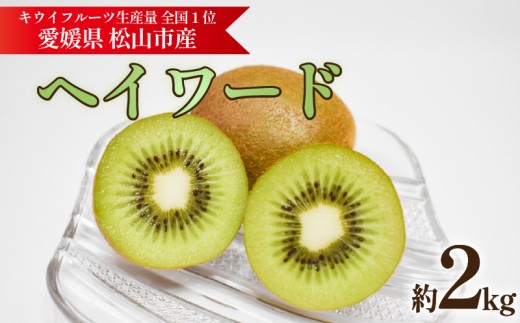 キウイフルーツ ヘイワード 約2kg 【11月中旬頃~11月下旬頃発送】 |  キウイ グリーンキウイ ヘイワード キウイフルーツ フルーツ 果物 きうい くだもの デザート 産地直送 数量限定 国産 送料無料 愛媛県 松山市