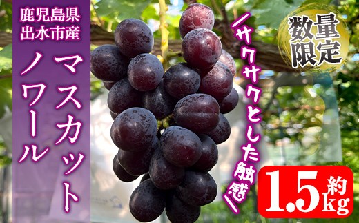i1116-B ≪数量・期間限定≫ マスカットノワール (計約1.5kg) 国産 鹿児島 出水市 ぶどう ブドウ 果物 くだもの フルーツ マスカットノワール マスカット 葡萄 旬 種なし 旬 歯ごたえ 冷蔵 【山門ぶどう園】
