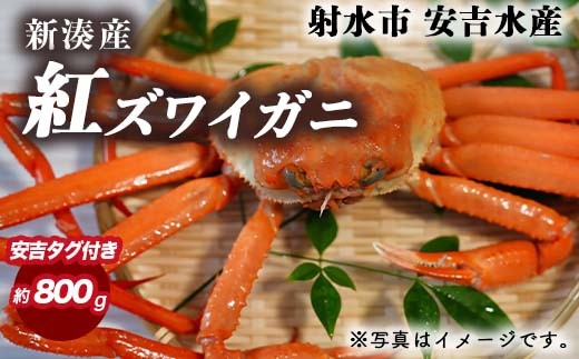 [おすすめ]紅ズワイガニ 約800g(安吉タグ付き)[安吉水産]|ずわい蟹 ずわいガニ ズワイガニ 紅ズワイガニ 約800g ※離島への配送不可 ※2025年9月中旬〜2026年3月下旬頃に順次発送予定 ※発送まで1か月以上かかる場合があります。