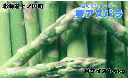 【2026年夏発送】寅福菜園の朝採り夏アスパラ　M（1.6㎏）　朝採れ　農家直送　新鮮　グリーンアスパラ　夏野菜　旬野菜　シャキシャキ　とれたて　北海道産