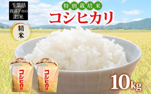 農家直送 千葉県産 特別栽培米 こしひかり 10kg 5kg×2 精米 米 白米 ごはん お米 ライス ブランド米 ご飯 和食 お弁当 おにぎり 甘い 国産 コメ おかず お取り寄せ 送料無料 千葉県 我孫子市