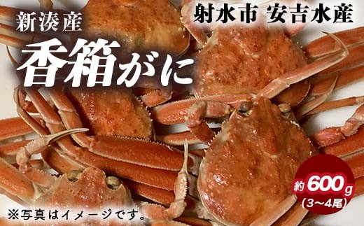 [特選]香箱がに 3〜4尾(計約600g)[安吉水産]|蟹 カニ ※離島への配送不可 ※2025年11月上旬〜12月中旬頃に順次発送予定 ※発送まで1か月以上かかる場合があります。