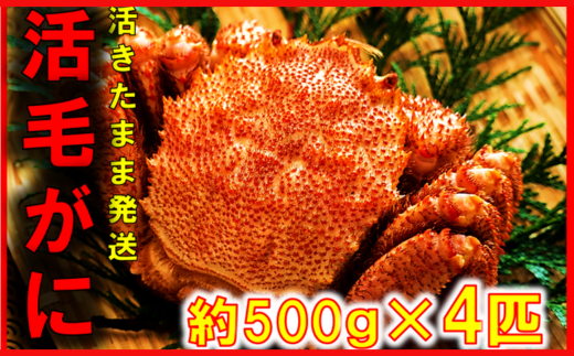 【令和8年発送】三陸産 三陸活毛ガニ 500g×4杯【2026年3月～4月発送】【05】