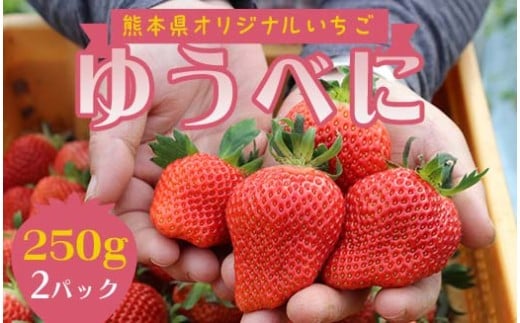 FKP9-672 【先行予約】球磨村産いちご/ゆうべに 1箱（250ｇ×2パック）