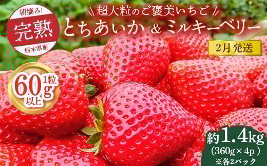 【先行予約】【2月発送】1粒60g以上！超大粒の《ご褒美いちご》朝摘み完熟とちあいか＆ミルキーベリー紅白セット 1440g(360g×各2p)　※離島への配送不可　※2026年2月上旬～2月下旬頃に順次発送予定 2238235 - 栃木県鹿沼市