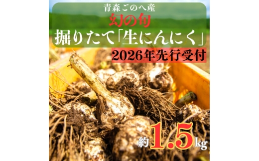 幻の旬!青森ごのへ町産　掘りたて土付き「生」にんにく　Lサイズ以上　約1.5kg【1599840】 2132510 - 青森県五戸町