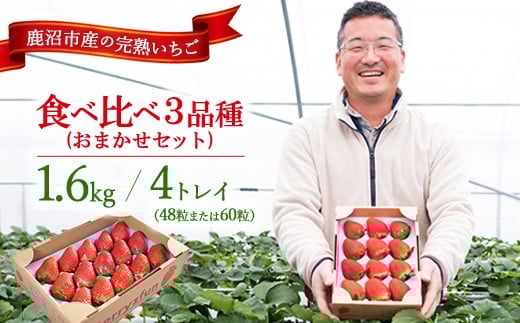 【先行予約/数量限定】【贅沢いちごセット】完熟いちご食べ比べ3品種（48粒または60粒）おまかせセット4トレイ1600g ｜ 栃木県 鹿沼市 産地直送 旬 いちご こだわり 高級品 贈答用 イチゴ 苺 果物 フルーツ 期間限定　 　※2025年12月中旬～2026年2月中旬頃に順次発送予定 2271161 - 栃木県鹿沼市