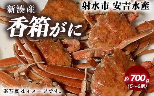 香箱がに 5〜6尾(計約700g)[安吉水産]|蟹 カニ ※離島への配送不可 ※2025年11月上旬〜12月中旬頃に順次発送予定 ※発送まで1か月以上かかる場合があります。