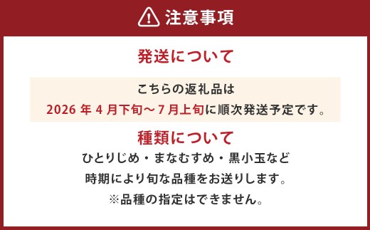小玉西瓜 2玉入 1玉あたり1.5kg以上