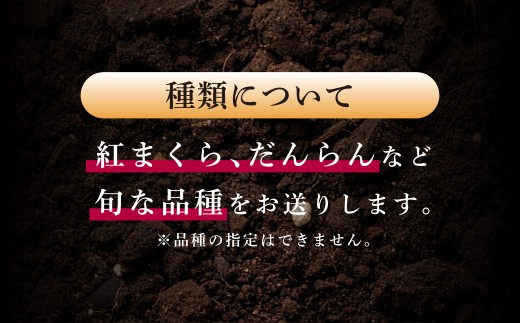 大玉西瓜（1玉入り）8kg以上 すいか スイカ