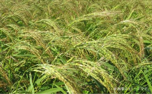 【令和6年産】寒地稲作発祥の地 北広島市産 赤毛米5kg