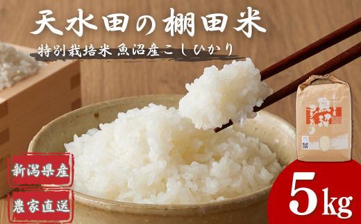 【令和7年産 新米予約】わかとち産 棚田で作る特別栽培米の魚沼コシヒカリ 棚田米 5kg 精米 白米 先行予約 新潟県産 コシヒカリ Mt.ファームわかとち【0013-0003-01】