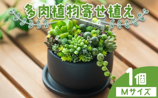 【寄せ植え】多肉植物 多肉 1個 Mサイズ - 多肉植物 鉢植え 多肉 植物 インテリア ガーデニング おしゃれ 多肉植物 グリーン プレゼント 観葉植物 多肉 植物 寄せ植え かわいい お楽しみ 自然 PUKUTTO 高知県 香南市 pk-0002