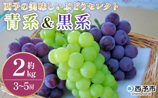 [西予の美味しいぶどう セレクトセット/青系&黒系 約2kg] 果物 くだもの フルーツ ぶどう 葡萄 ブドウ セット 詰め合わせ つめあわせ 食べ比べ お楽しみ おまかせ 野菜ソムリエ 食べて応援 特産品 産地直送 西予ぶどう倶楽部 愛媛県 西予市[冷蔵]『8月中旬から9月下旬迄に順次出荷予定』