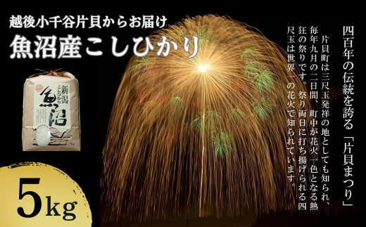 【令和7年産 新米予約】魚沼産コシヒカリ5kg 世界一の四尺玉の町片貝町からお届け 白米 魚沼産 新潟県産 精米 米萬商店 | 新潟県産コシヒカリ お米 米 こしひかり 魚沼産 ブランド米【0002-KM01-01】