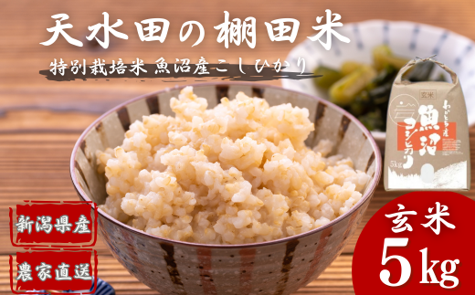 【令和7年産 新米予約】 わかとち産 魚沼コシヒカリ 特別栽培 棚田米 玄米5kg 先行予約 新潟県産 コシヒカリ 玄米 Mt.ファームわかとち【0013-0002-01】