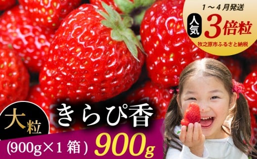[1〜4月発送] きらぴ香 超大粒 900g いちご 冷蔵発送 きらぴか 苺 イチゴ 1箱 ゆりかーご 土耕栽培 フルーツ 果物 スイーツ デザート 朝摘み ストロベリー おやつ 完熟 直送 ギフト 家庭用 贈答用 贈答 ギフト 贈り物 甘い ブランド ジャム アレンジ 農家直送 ベリー 産地直送 国産 おすすめ 森木農園 静岡県 牧之原市 ~土耕栽培だから濃くて甘い!~