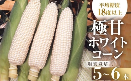 【先行予約】渥美半島産　青木さんちのとうもろこし　ホワイトコーン 5本～6本 約2kg とうもろこし デザート 農家直送 送料無料 朝採れ コーン 野菜 キャンプ BBQ バーベキュー おやつ 田原市 渥美半島 愛知県 夏 旬