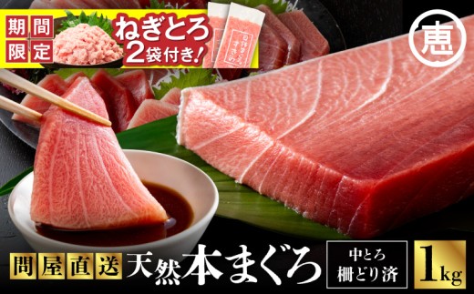 【期間限定 ねぎとろ付き】まぐろ専門の老舗問屋からお届け！とろける！上質 天然本まぐろ中トロ1kg分　M020-012-cp 1442658 - 神奈川県三浦市