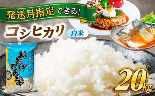 【選べる発送月】コシヒカリ 白米 20kg 愛西市 / 脇野コンバイン  米 お米 コメ [AECP023]
