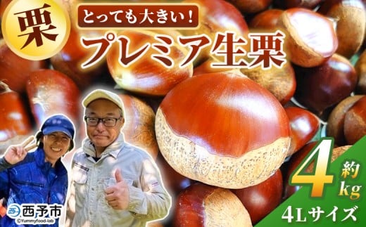 ＜とっても大きい！プレミア生栗 4Lサイズ（約4kg）＞甘い 栗 マロン 和栗 栗ごはん モンブラン 栗きんとん 甘露煮 スイーツ ケーキ 洋菓子 和菓子 お菓子 秋 味覚 産地直送 城川ファクトリー 愛媛県 西予市【冷蔵】『9月中旬から10月上旬迄に順次発送予定』