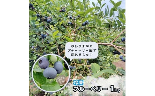 【おひさま畑のブルーベリー園】 冷凍ブルーベリー 1kg（500g×2袋） 八街市 ブルーベリー 果物 フルーツ ブルーベリー冷凍 ブルーベリー大粒