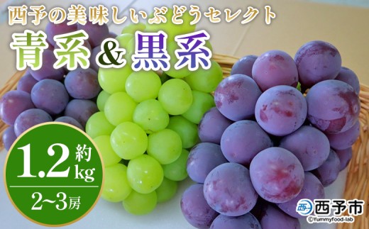 [西予の美味しいぶどう セレクトセット/青系&黒系 約1.2kg] 果物 くだもの フルーツ ぶどう 葡萄 ブドウ セット 詰め合わせ つめあわせ 食べ比べ お楽しみ おまかせ 野菜ソムリエ 食べて応援 特産品 産地直送 西予ぶどう倶楽部 愛媛県 西予市[冷蔵]