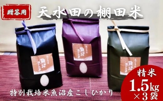 【令和7年産 新米予約】わかとち産 魚沼コシヒカリ 特別栽培 棚田米 贈答用1.5kg×3袋 白米 精米  先行予約 新潟県産 コシヒカリ Mt.ファームわかとち【0013-0004-01】