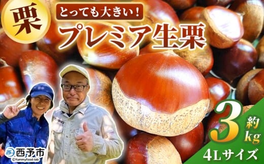 ＜とっても大きい！プレミア生栗 4Lサイズ（約3kg）＞甘い 栗 マロン 和栗 栗ごはん モンブラン 栗きんとん 甘露煮 スイーツ ケーキ 洋菓子 和菓子 お菓子 秋 味覚 産地直送 城川ファクトリー 愛媛県 西予市【冷蔵】『9月中旬から10月上旬迄に順次発送予定』