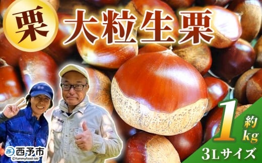 ＜大粒生栗 3Lサイズ（約1kg）＞大玉 甘い 栗 マロン くり 和栗 栗ごはん モンブラン 栗きんとん 栗まんじゅう 甘露煮 スイーツ ケーキ 洋菓子 和菓子 お菓子 秋 味覚 産地直送 城川ファクトリー 愛媛県 西予市【冷蔵】『9月中旬〜10月上旬に順次発送予定』