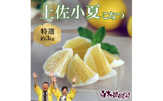 ＜果樹園直送＞土佐小夏 特選品贈答用 約3kg 3キロ こなつ 小夏 日向夏 ニューサマーオレンジ 柑橘 かんきつ 柑橘類 フルーツ 果物 くだもの 果実 デザート おやつ プレゼント ギフト 贈り物 常温配送