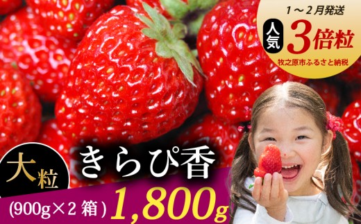 【1～2月発送】 きらぴ香 超大粒 1800g いちご 冷蔵発送 きらぴか 苺 イチゴ 2箱 ゆりかーご 土耕栽培 フルーツ 果物 スイーツ デザート 朝摘み ストロベリー おやつ 完熟 直送 ギフト 家庭用 贈答用 贈答 ギフト 贈り物 甘い ブランド ジャム アレンジ 農家直送 ベリー 産地直送 国産 おすすめ 森木農園 静岡県 牧之原市 ~土耕栽培だから濃くて甘い!~ 1477169 - 静岡県牧之原市