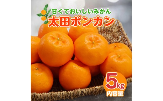 【1月配送】ポンカン　赤秀（最高級）　5kg　JAふじ伊豆　静岡県産 1381 ／ JAふじ伊豆 太田ポンカン 赤秀 贈り物 静岡県 東伊豆町