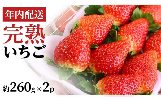 【12/17までの申込で年内にお届け！】 完熟いちご 約260g×2パック 品種おまかせ 年内お届け 国産 いちご イチゴ 苺 [BC089sa]