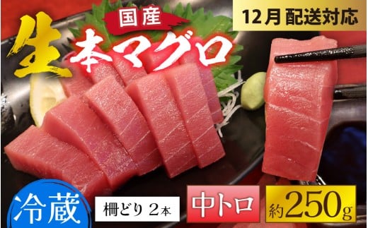 【冷蔵・指定日着可】生本マグロ中トロ 約250g 2～3人前 [A-066005] / 国産 まぐろ 鮪 さく 柵どり 冷蔵 真空パック ヘルシー 2人前 3人前 新鮮 刺身 丼