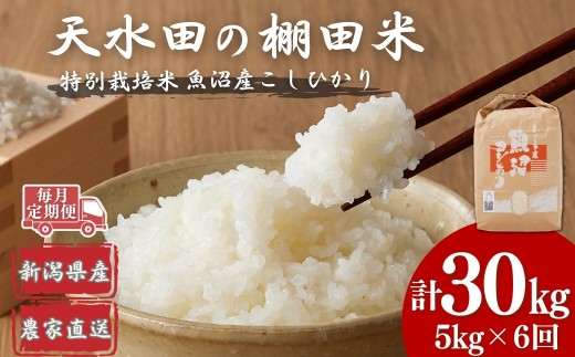 【令和7年産 新米予約 定期便】わかとち産 棚田で育てた特別栽培米魚沼コシヒカリ 棚田米 全30kg(5kg×毎月お届け全6回) 白米 精米  先行予約 新潟県産 こしひかり Mt.ファームわかとち 【毎月お届け】【0013-0005DB00-01】